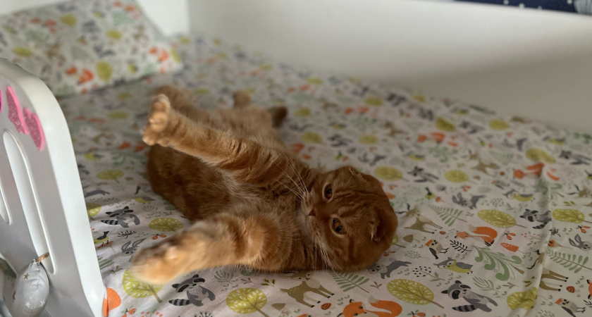 Почему кошка спит рядом с головой хозяина?