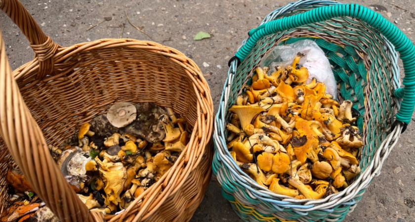 Для чего я добавляю лисички в выпечку - делюсь: гости мне не верят, когда рассказываю про ингредиенты