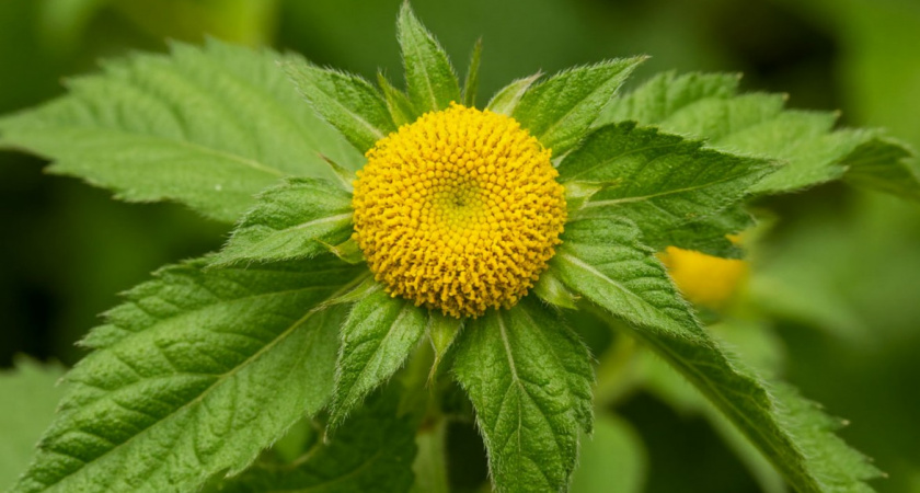 Увидела в огороде - и чуть в обморок не упала: это растение-убийца маскируется под милый цветок - немедленно удалять