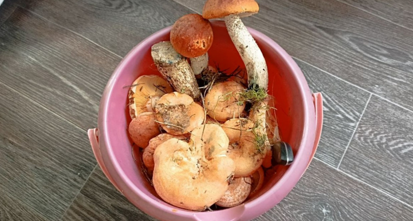 Какие грибы не бывают червивыми - эколог рассказал 