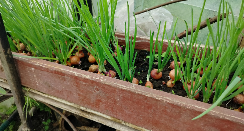 Как вырастить лук на подоконнике в яичных коробках - витамины на зиму