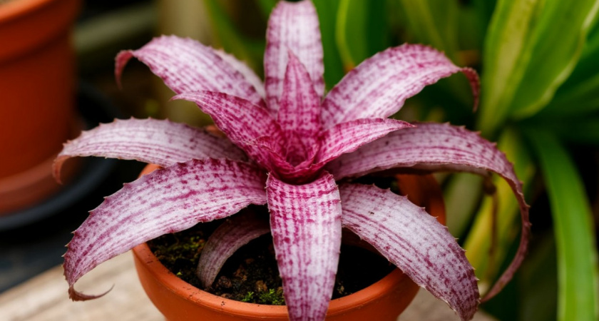 Даже не думайте выбрасывать погибшее растение: нашла способ, как вернуть его к жизни - дешевое средство работает на ура