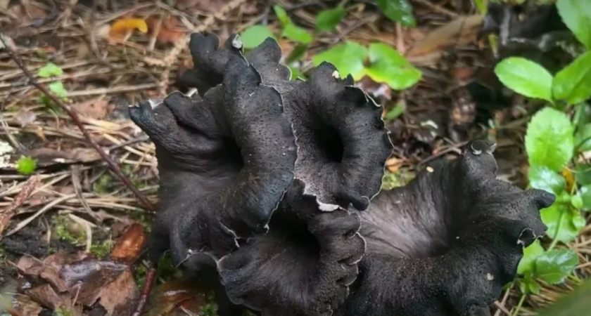 Эффектные и безумно дорогие: какие грибы появились на Урале и можно ли их есть?