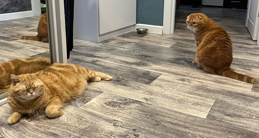 Кошка обходит диван за метр: как быстро отучить питомца драть мебель