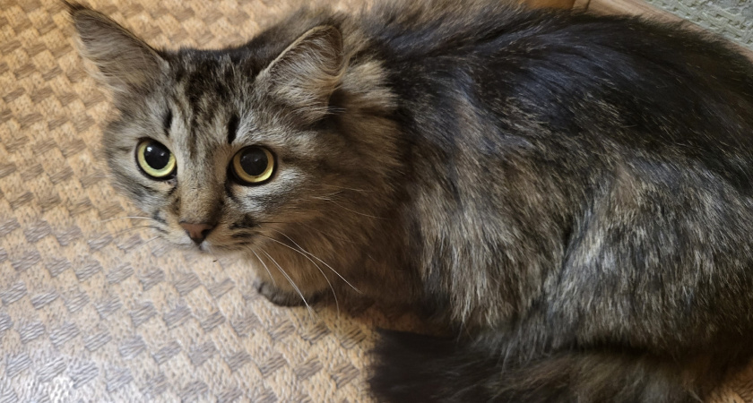 ВТБ выяснил: новоселье с кошки начинает половина россиян