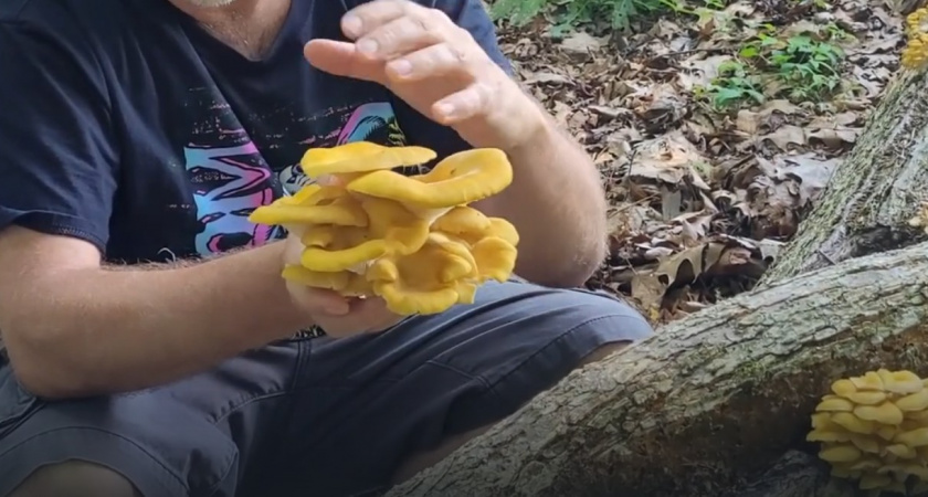 Америку захватывает опасный гриб: он растет и распространяется с дикой скоростью - ученые бьют тревогу