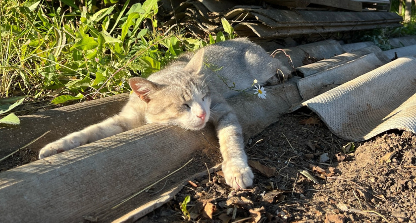 Как назвать кота или кошку, чтобы приносили удачу - красивые клички со смыслом