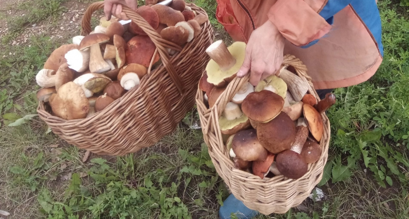 Как почистить полную корзину грибов за 15 минут: даже нож не понадобится