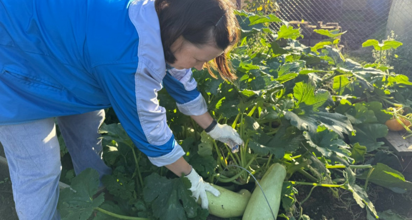 В первые осенние заморозки действую строго по схеме: сохраняю сочный и вкусный урожай - делюсь секретом 