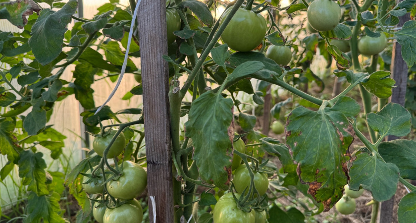 1 ложка на 1 л. теплой воды - и томаты поспеют враз: ни одного зеленого не останется