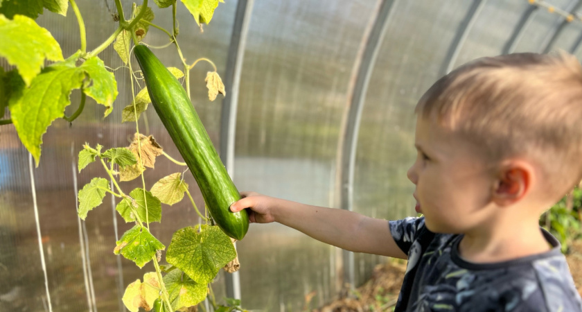 Консервирую огурцы-переростки по дедовскому рецепту за 20 минут - в 10 раз вкуснее покупных солений