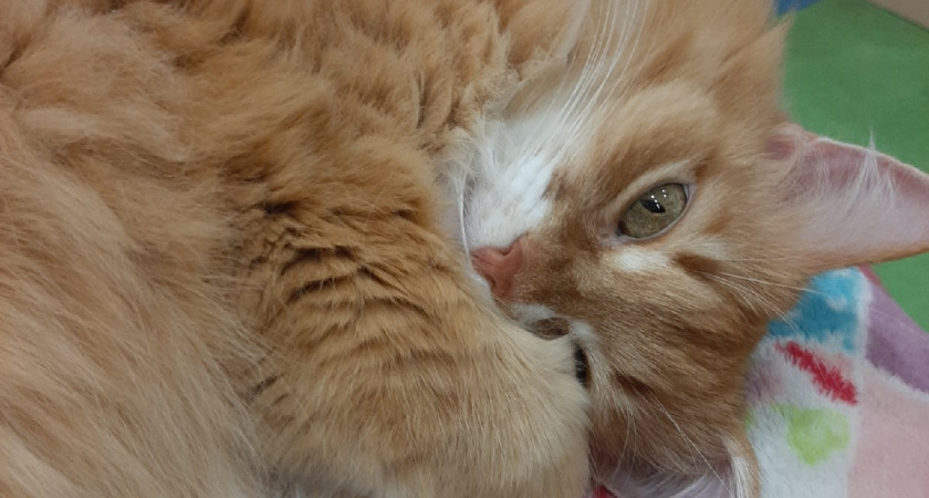 Зачем кошка приходит спать к хозяину