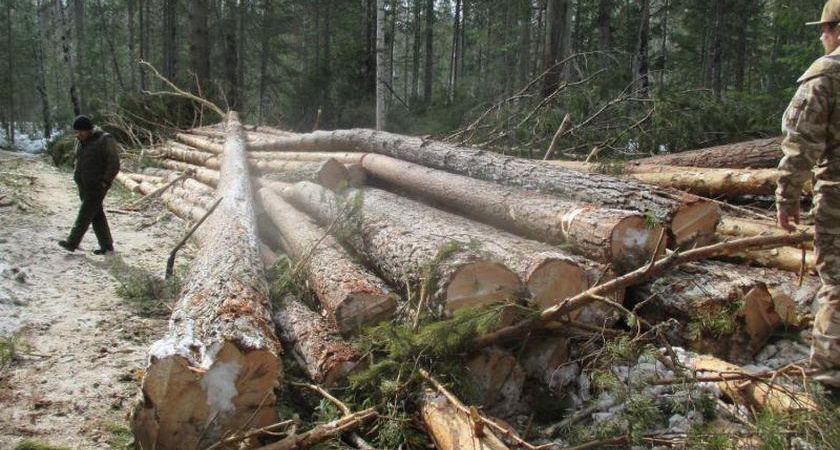 В Шабалинском районе лесоруб возместит экологии более 8 миллионов рублей