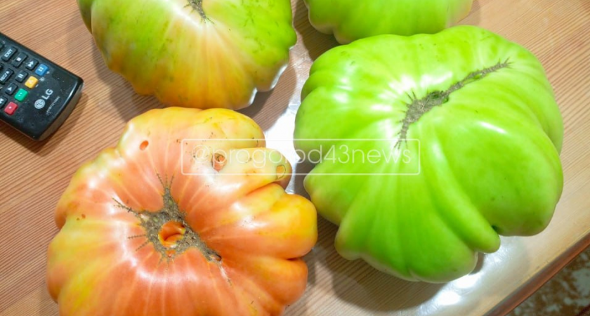 Жители Кировской области вырастили овощи-гиганты на садовых участках 