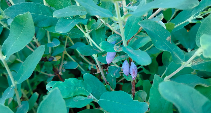 С 5 по 15 сентября жимолости — обязательно: в следующем сезоне ягоды размером с мизинец, сладкие и сочные