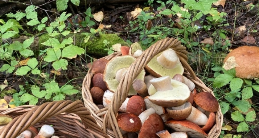 Грибное изобилие - вот что сейчас нужно искать в российских лесах: всем любителям тихой охоты на заметку