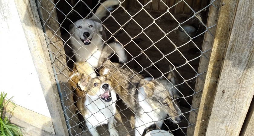 Жители Кирова и трех районов области пострадали от укусов собак