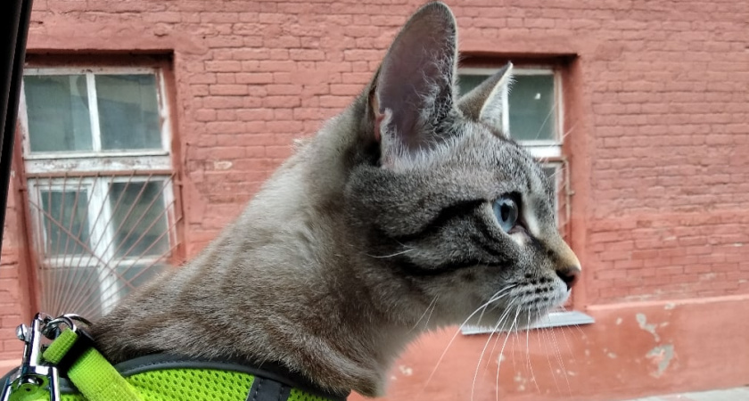 Почему кошка смотрит в пустоту и шипит - что она там видит на самом деле?