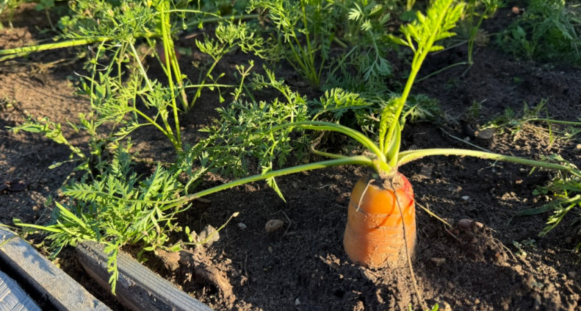 Больше ни одна морковка не пропадает - обрезаю и сушу по методу советских агрономов: всего 2 шага, а урожай полностью спасен