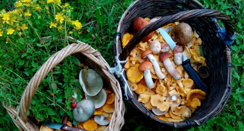 Перестаньте проверять грибы луком и серебром - это не работает: какими еще странными методами пытаются отличить съедобный от ядовитого 