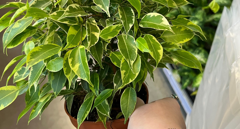 Вот почему фикус бенджамина сбрасывает листья - как раз и навсегда избавиться от листопада