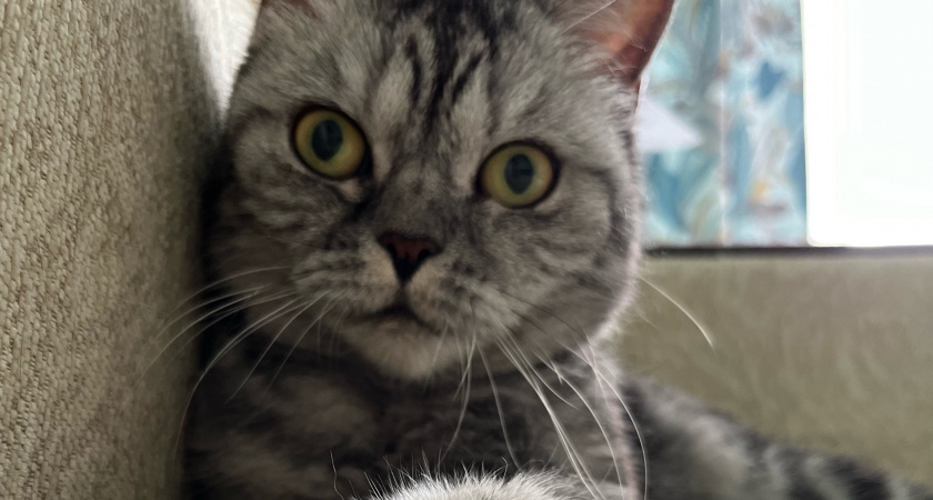 Почему кошка всегда занимает место хозяина на кровати или на стуле