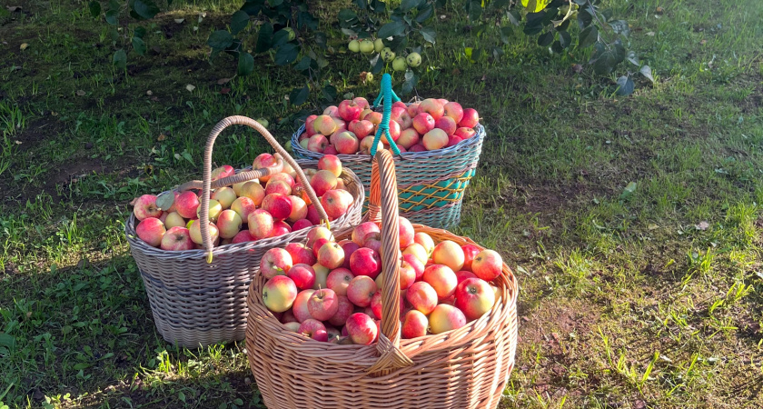 Гнилые яблоки не выбрасываем — используем на участке правильно: 3 лайфхака