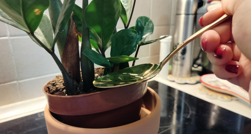 Одна хитрость, которая помогает замиокулькасу выпускать новые веточки каждый месяц