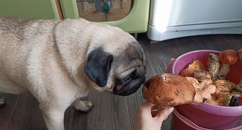 Как засолить грузди на зиму: набрала 5 ведер - теперь едим и день, и ночь