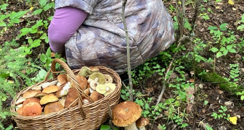 Положил в корзинку - потерял деньги: за какие грибы грозит штраф или срок