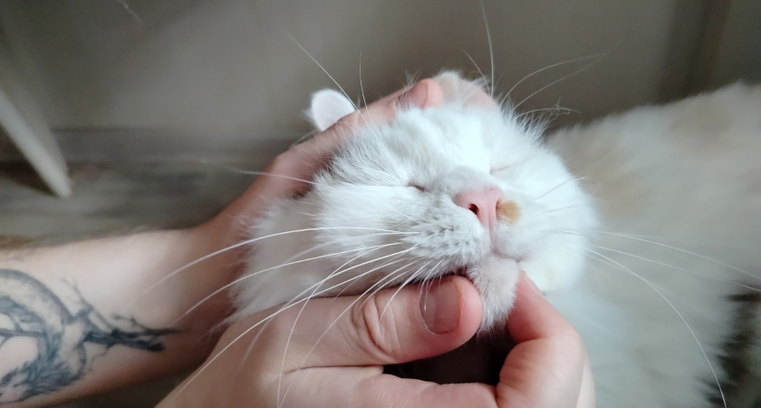 Зачем кошка поднимает зад, когда ее гладят