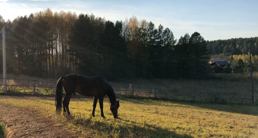 В Верхнекамском районе выявлены нарушения при содержании лошадей