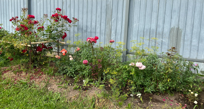 Говорила мне мама: "Никогда не сажай эти цветы вместе". Недавно поняла, почему - не уживаются друг с другом