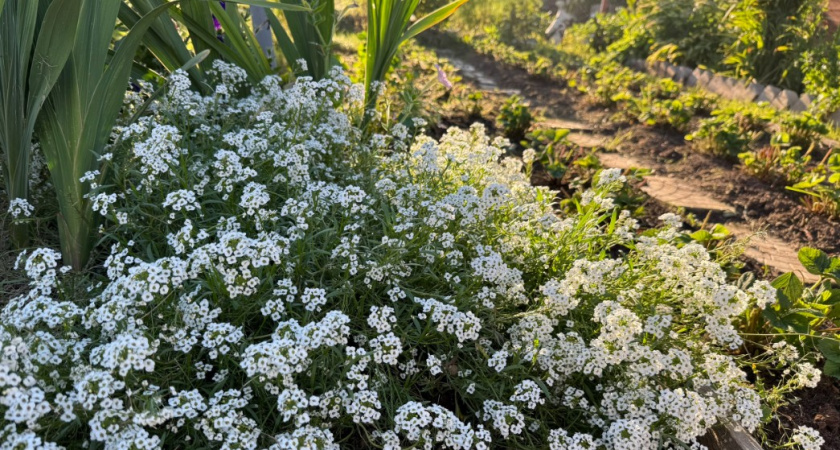 Эти цветы кровь из носу нужно сажать в сентябре-октябре: уже в начале сезона сад будет благоухать за 2 км 