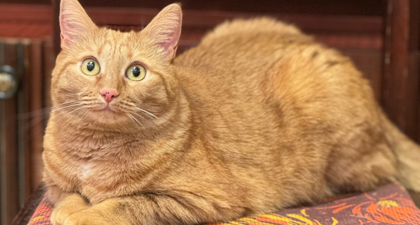 Не целуйте свою кошку: чем это чревато и что чувствует питомец - рассказал опытный зоопсихолог