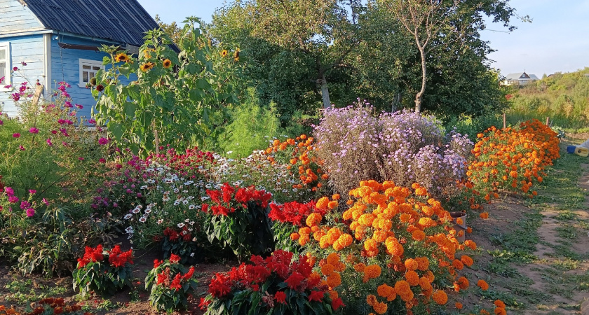 Что посадить на клумбу-самосейку - будет цвести богато до зимы и не потребует к себе внимания