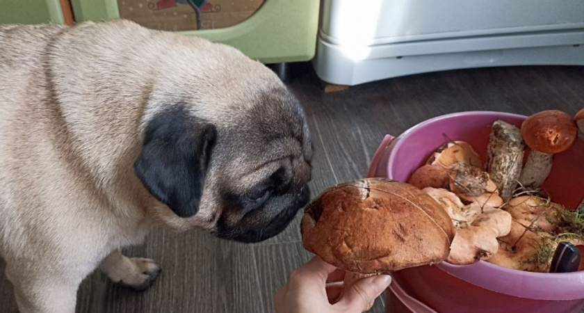 Из каких съедобных грибов нельзя варить суп - запомните раз и навсегда