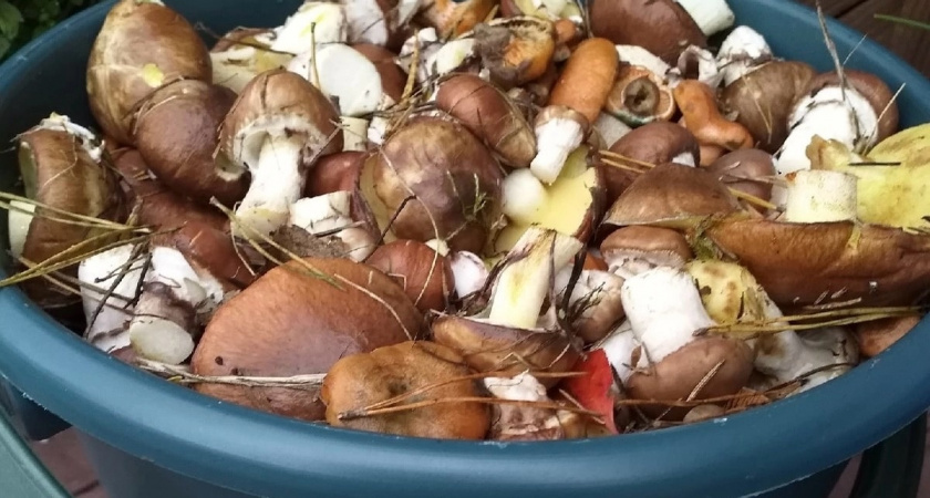 Можно ли есть червивые грибы, если их отварить и вымочить - рассказал кандидат наук