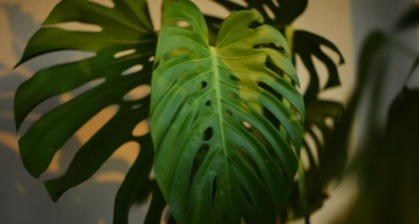 Эти 7 растений выселят вас из собственного дома - растут настоящими гигантами: посадила и теперь живу в джунглях 