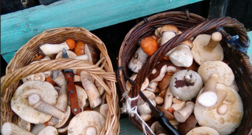 Все обходят стороной, а я набиваю полные корзинки и радуюсь: 5 грибов, которые в России почти никто не собирает