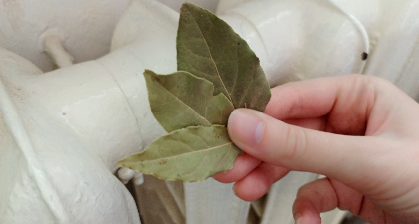Зажгите лавровый лист в квартире - лишь единицы знают, для чего это нужно