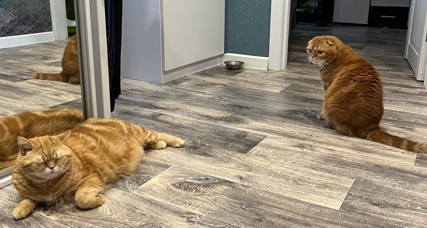 Как раз и навсегда избавиться от запаха кошачьих меток за копейки - делюсь секретом