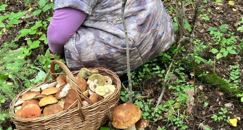 Опытный грибник всегда возьмет эти 5 видов, а новичок испугается - и зря: съедобные и очень вкусные