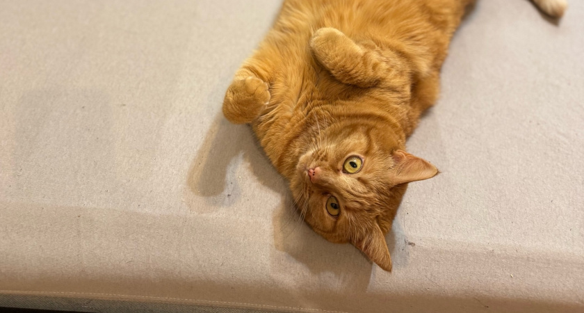 Почему кошка хватает за ноги - важные сигналы для хозяев