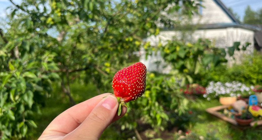 Клубнике в сентябре - обязательно: каждый год раскидываю по грядке пакет семян - ягода вырастает крупная