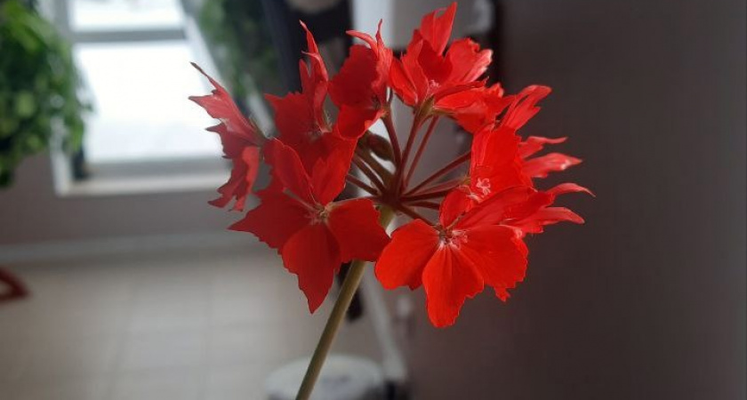 1 ч.л. на 1 л. воды - укореняем любое растение: прорастет даже сухая палка