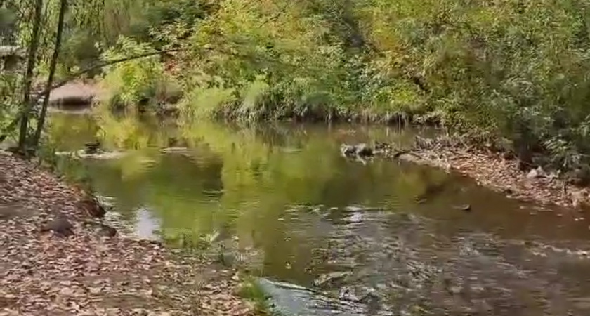 Минэкологии отреагировало на информацию о мертвой рыбе в реке Хлыновке в Кирове