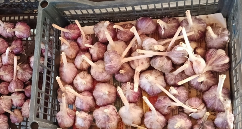 Озимый чеснок сажаю, ориентируясь на три дедовских приметы - за 30 лет ни разу не ошибся со сроками