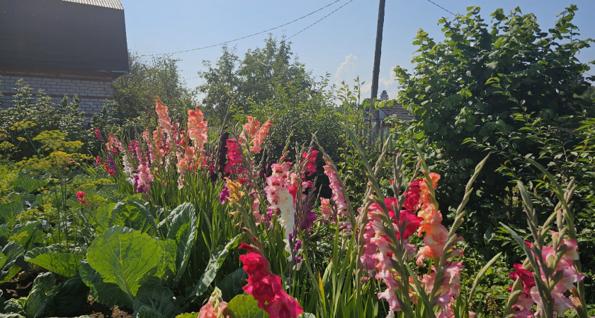 Эффектный многолетник с ароматом на весь район: клумба заиграет яркими красками - даже соседи не смогут пройти мимо