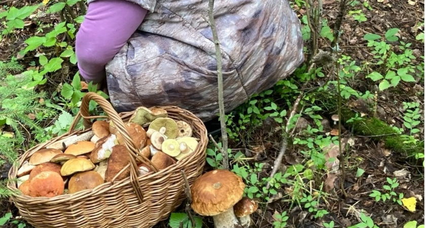 Пришли из леса с грибами - сразу действую по схеме: подробная инструкция по обработке